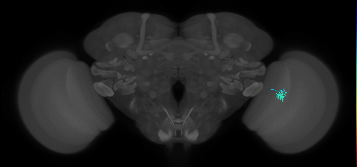 Cm1_R (JRC_OpticLobe:128959)