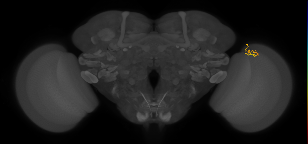 Cm1_R (JRC_OpticLobe:138499)