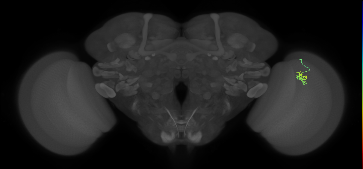 Cm1_R (JRC_OpticLobe:125463)