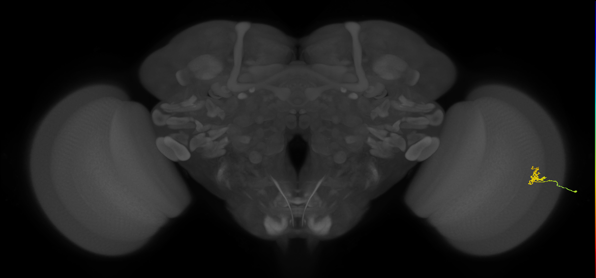 Cm1_R (JRC_OpticLobe:149577)