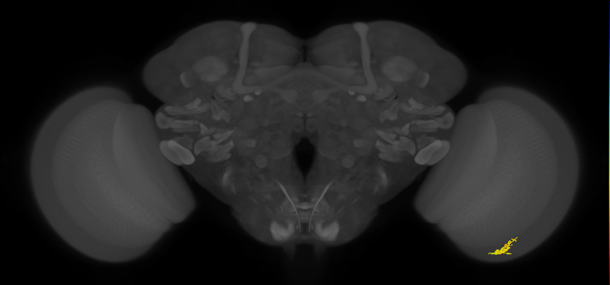 Cm1_R (JRC_OpticLobe:140753)