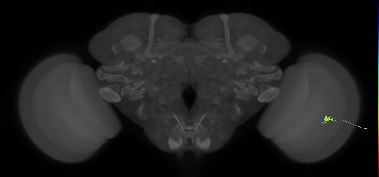 Cm1_R (JRC_OpticLobe:203634)