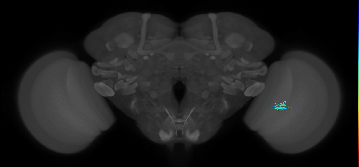Cm1_R (JRC_OpticLobe:147612)
