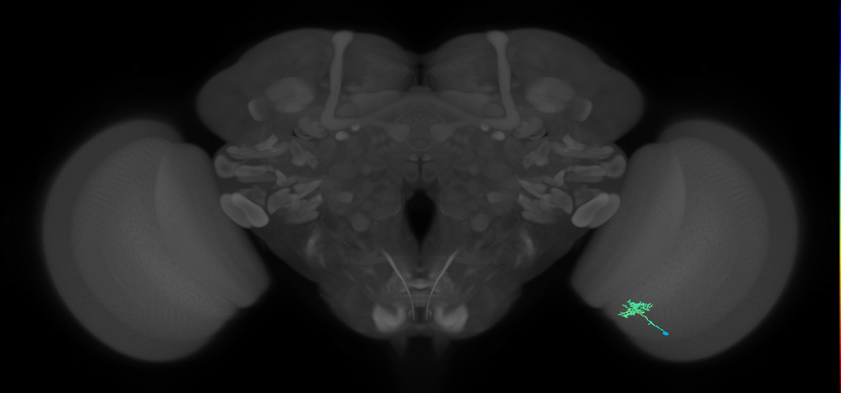 Cm1_R (JRC_OpticLobe:554668)