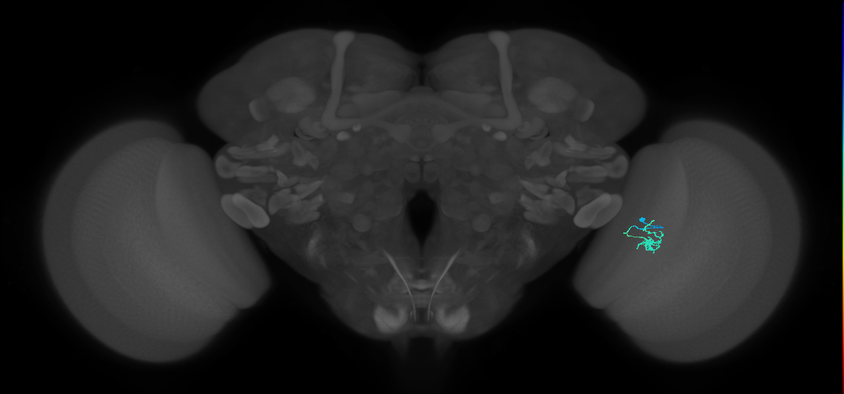 Cm1_R (JRC_OpticLobe:153415)