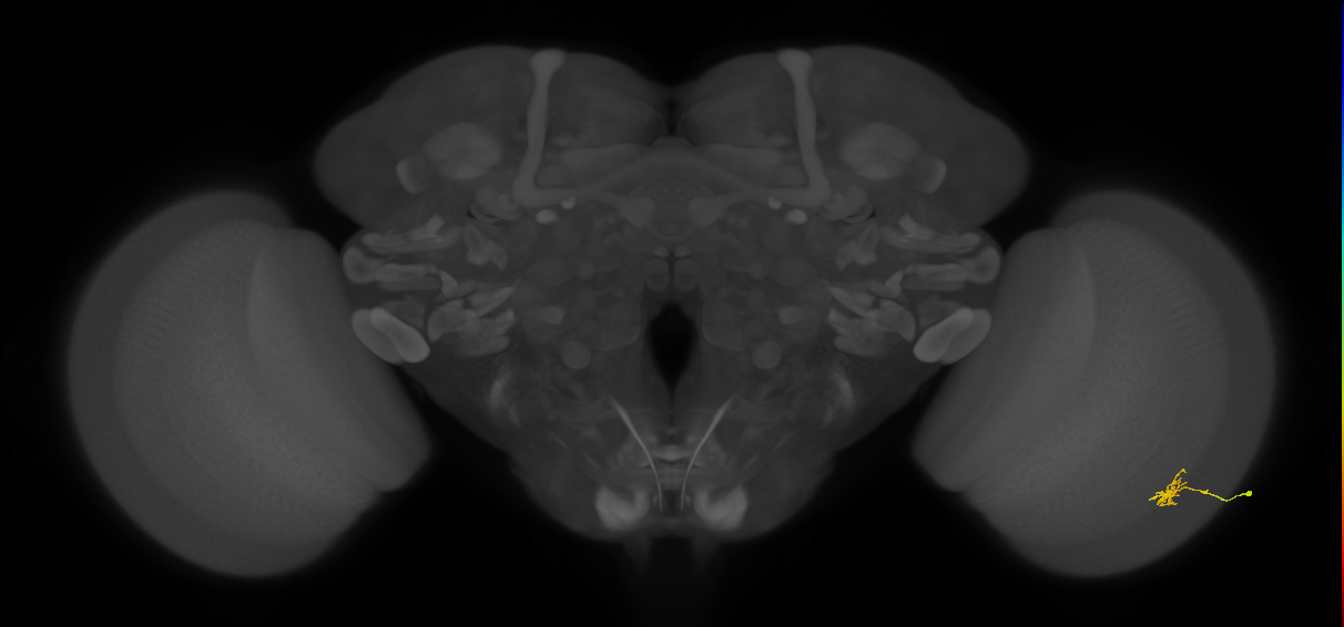 Cm1_R (JRC_OpticLobe:143128)