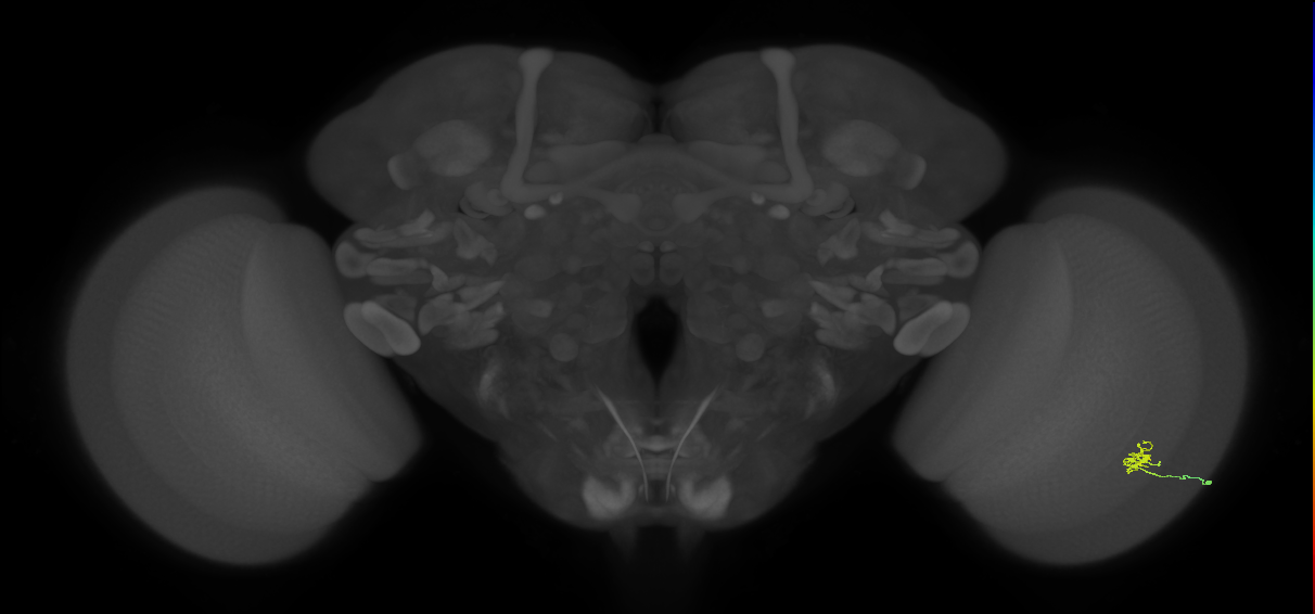 Cm1_R (JRC_OpticLobe:136864)