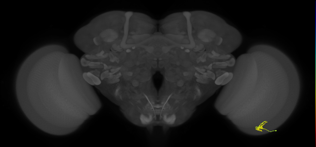 Cm1_R (JRC_OpticLobe:138072)