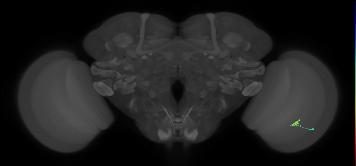 Cm1_R (JRC_OpticLobe:147595)