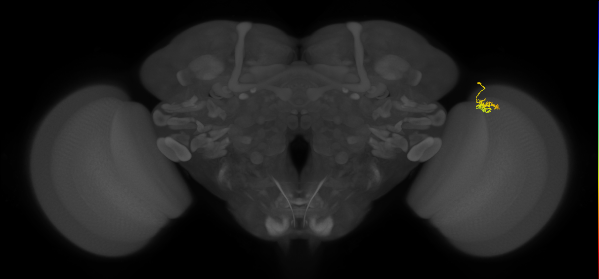Cm1_R (JRC_OpticLobe:135116)