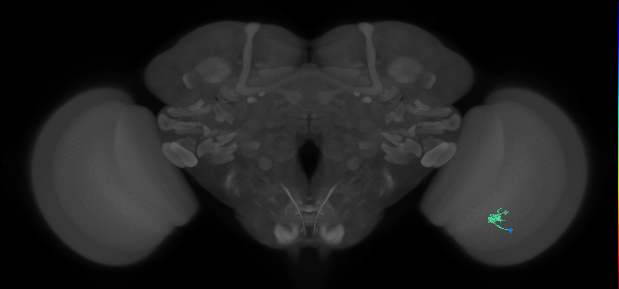 Cm1_R (JRC_OpticLobe:129880)