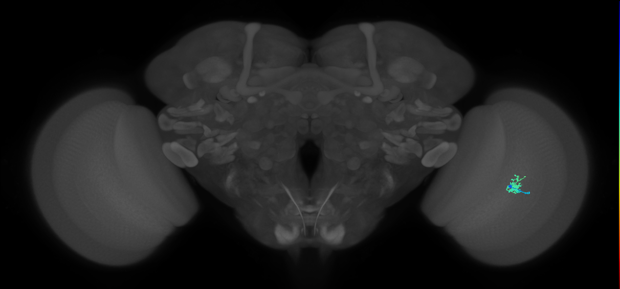 Cm1_R (JRC_OpticLobe:128066)