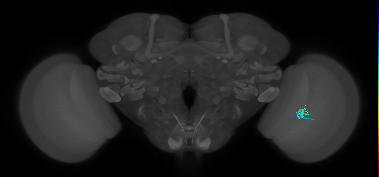 Cm1_R (JRC_OpticLobe:145079)