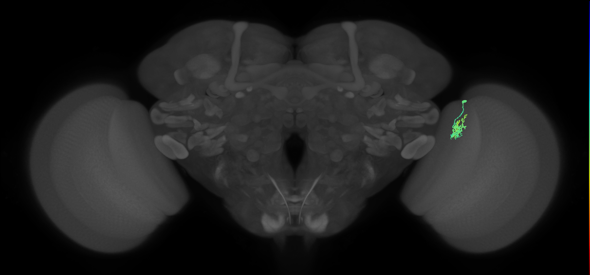 Cm1_R (JRC_OpticLobe:136669)
