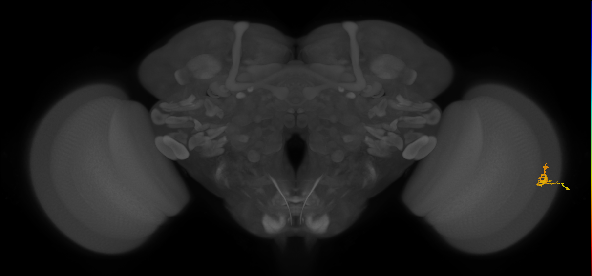 Cm1_R (JRC_OpticLobe:183026)