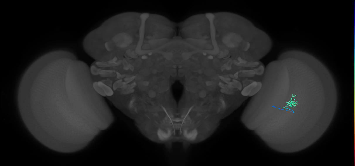 Cm1_R (JRC_OpticLobe:124293)