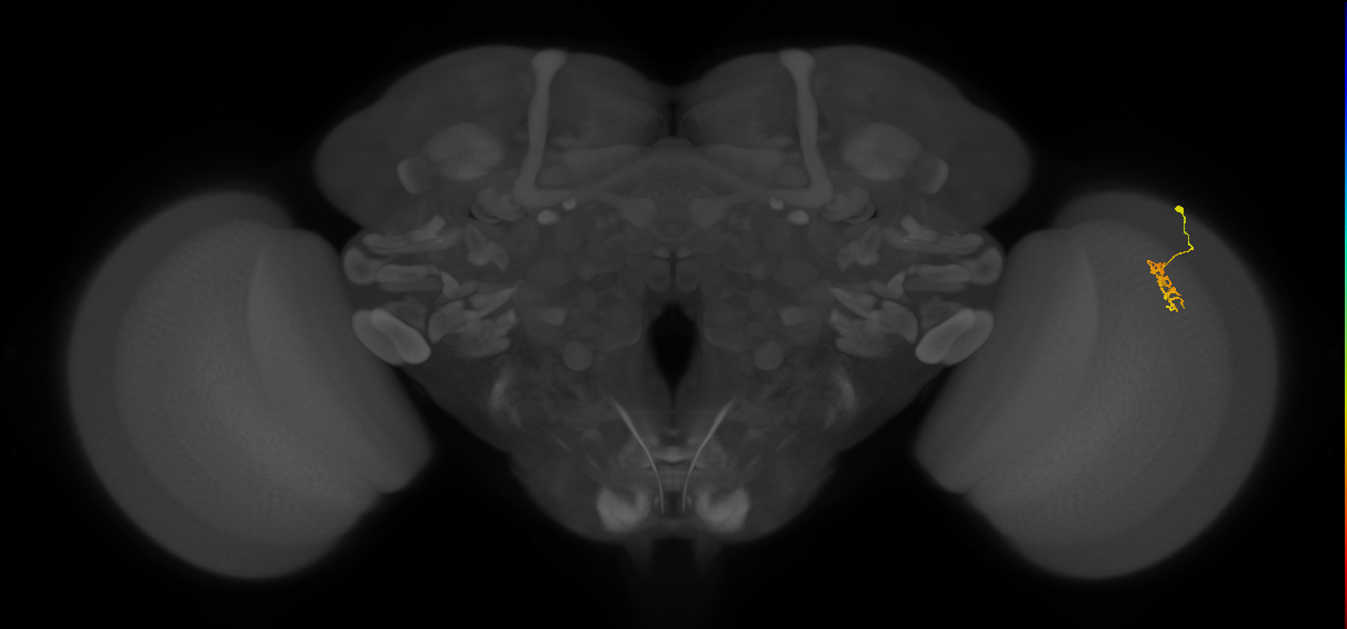 Cm1_R (JRC_OpticLobe:115290)