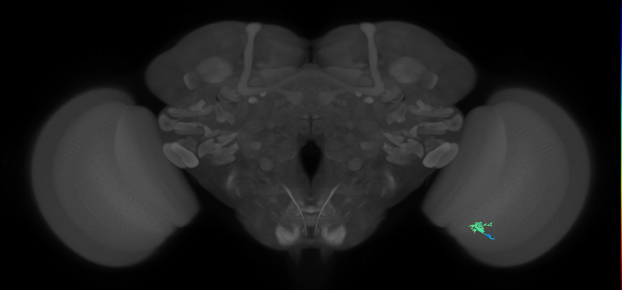 Cm1_R (JRC_OpticLobe:151867)