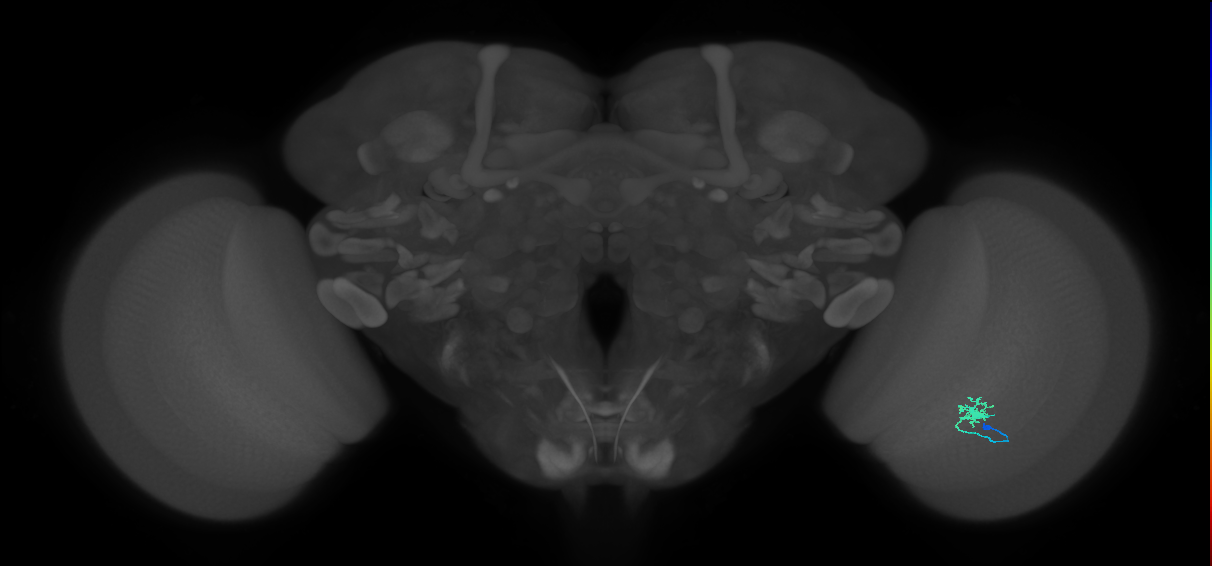 Cm1_R (JRC_OpticLobe:136295)