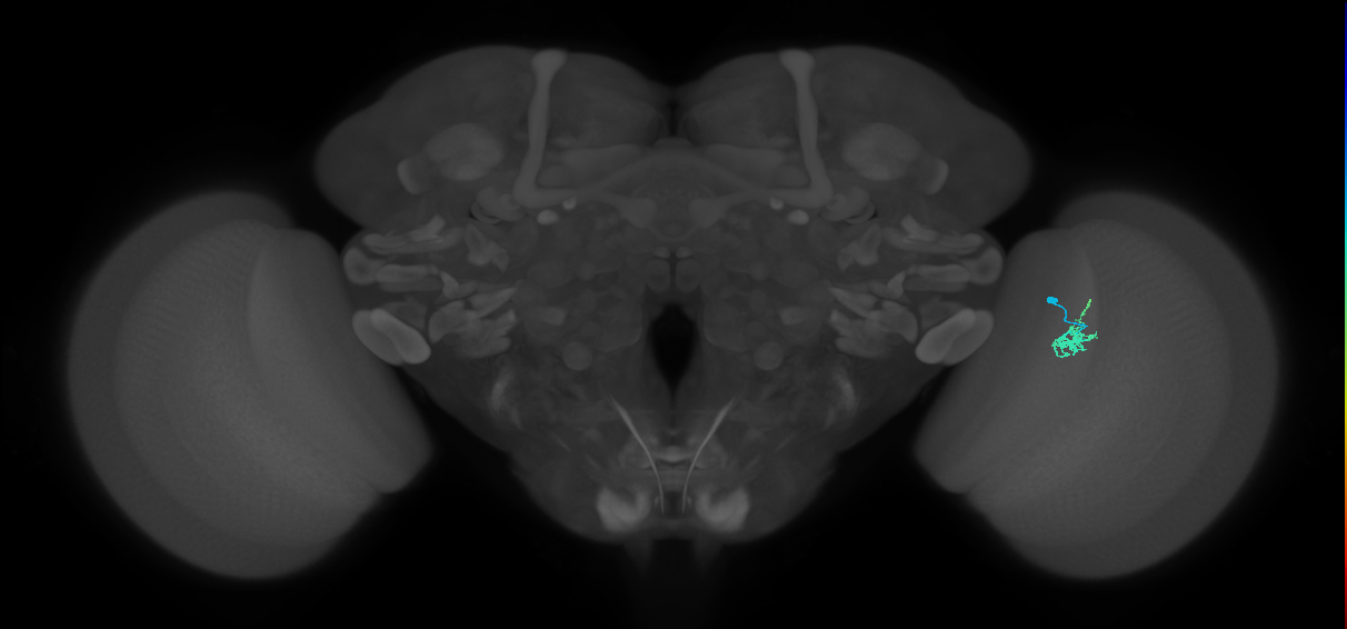 Cm1_R (JRC_OpticLobe:143589)