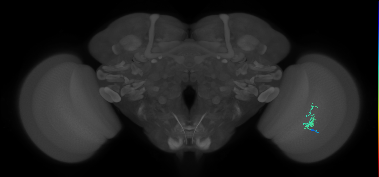 Cm1_R (JRC_OpticLobe:127234)