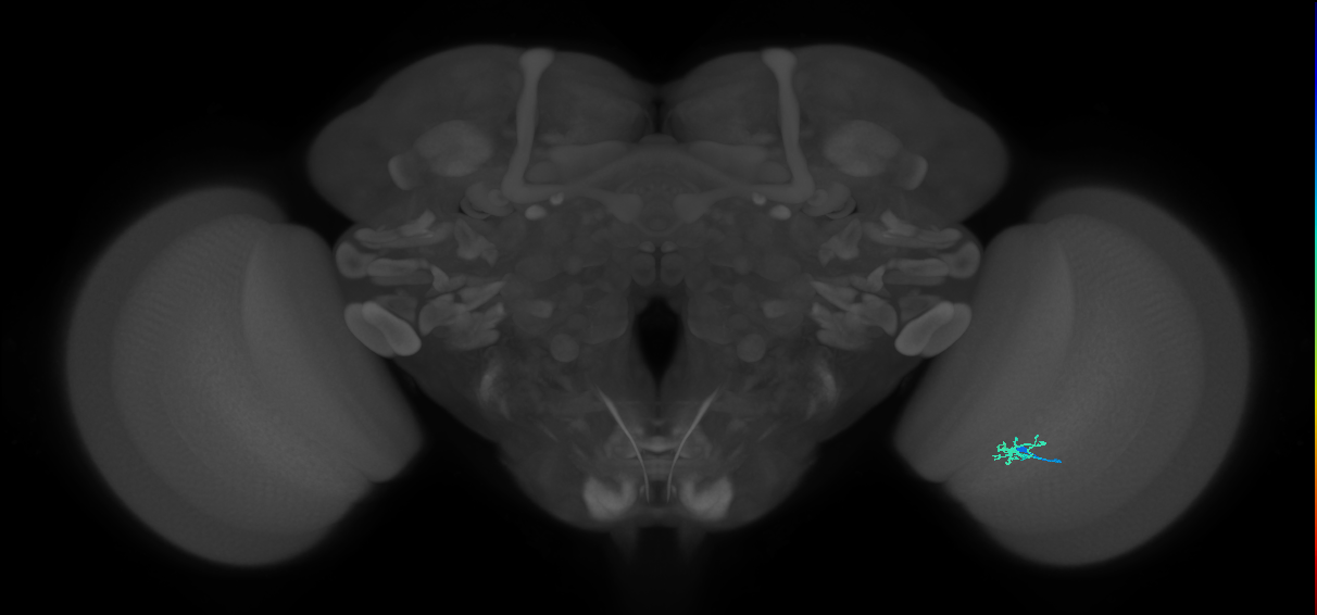 Cm1_R (JRC_OpticLobe:156393)