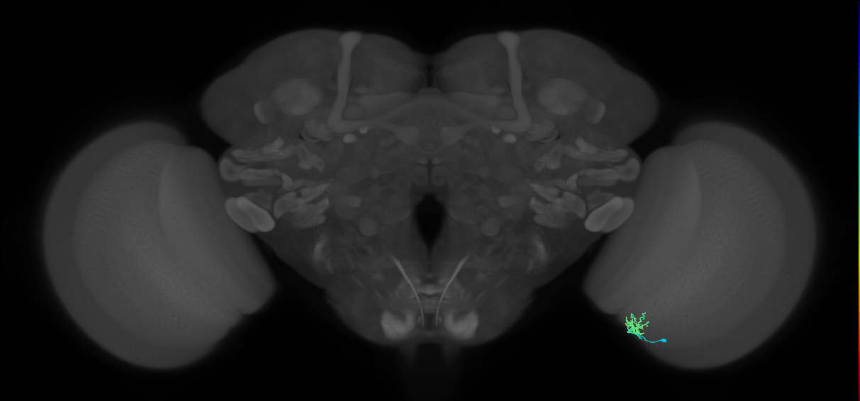 Cm1_R (JRC_OpticLobe:159220)