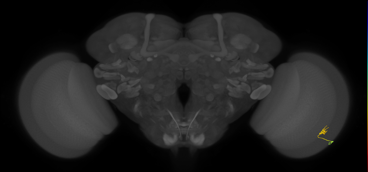 Cm1_R (JRC_OpticLobe:145990)