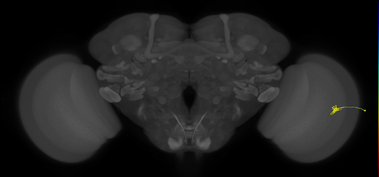 Cm1_R (JRC_OpticLobe:189986)