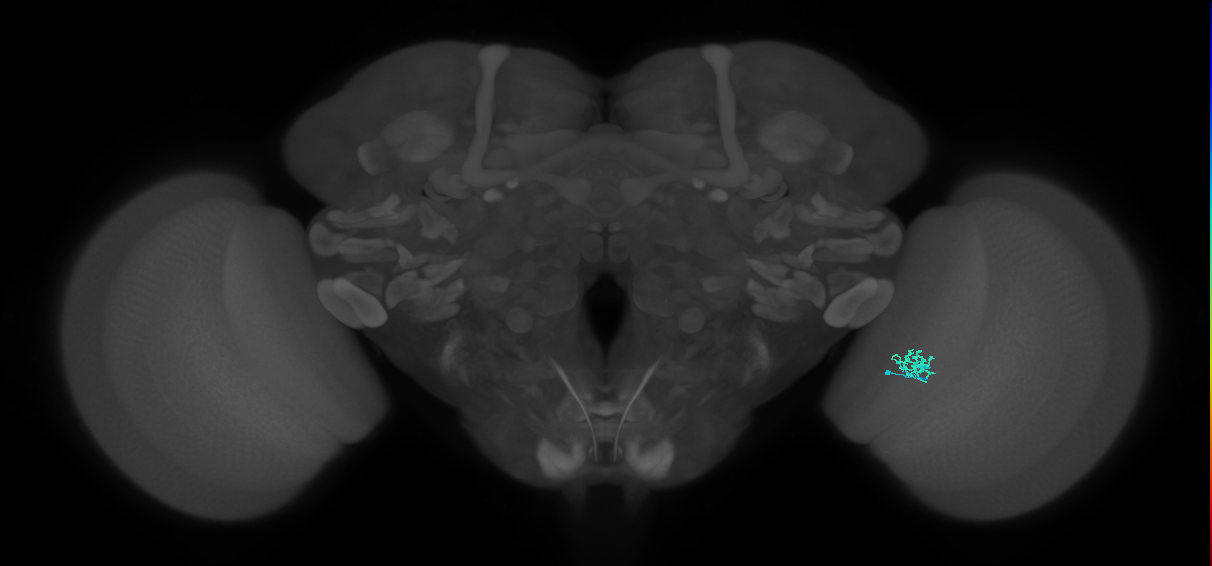 Cm1_R (JRC_OpticLobe:158693)