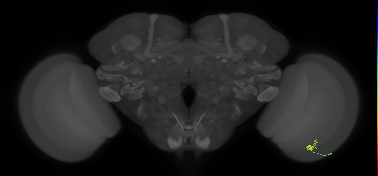 Cm1_R (JRC_OpticLobe:136545)