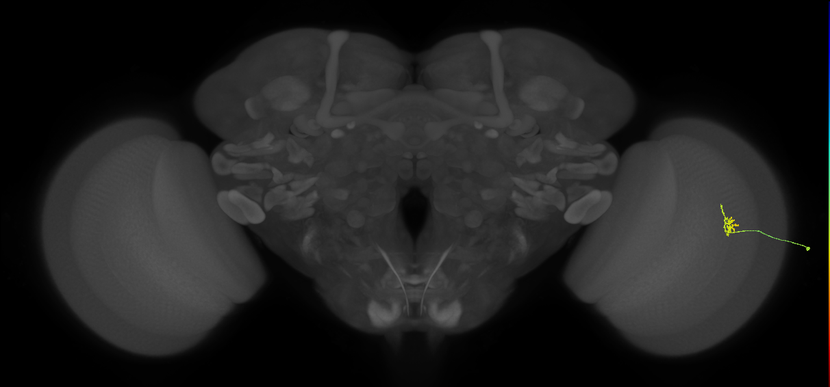 Cm1_R (JRC_OpticLobe:191383)