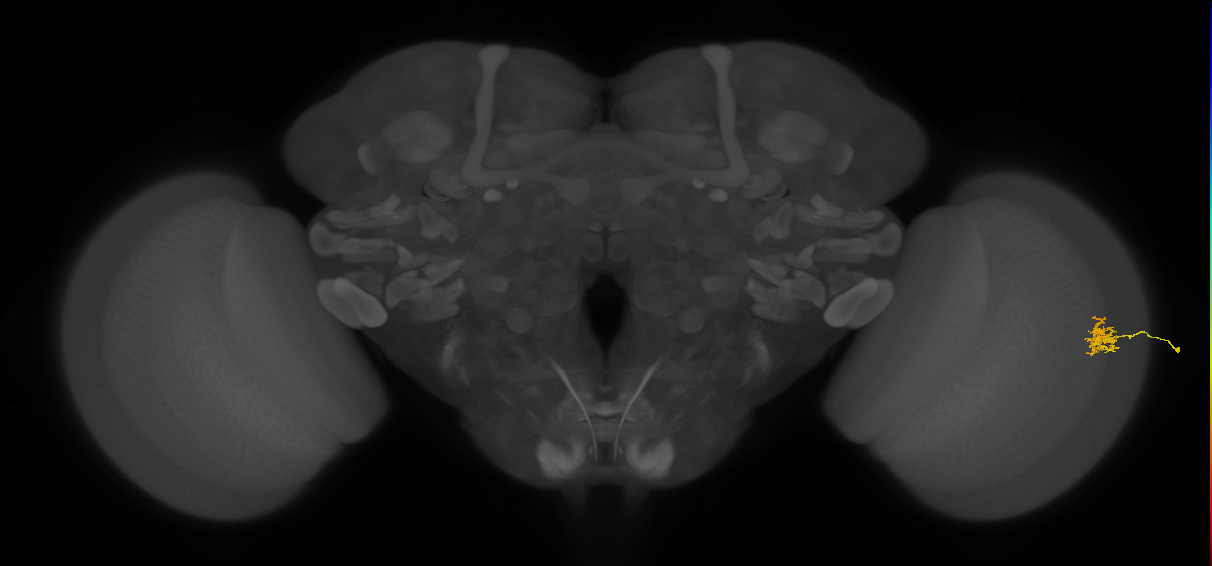 Cm1_R (JRC_OpticLobe:172773)