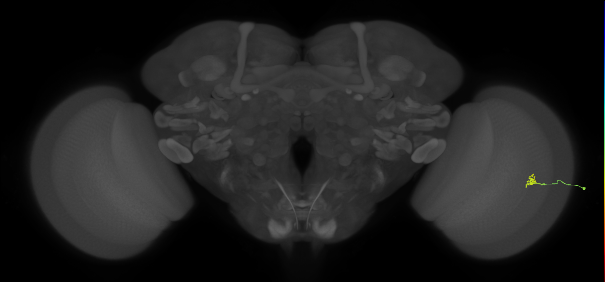 Cm1_R (JRC_OpticLobe:193017)