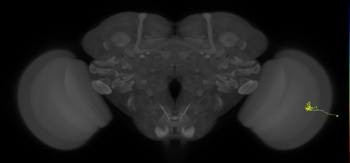Cm1_R (JRC_OpticLobe:191271)