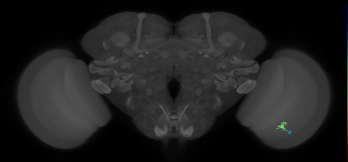 Cm1_R (JRC_OpticLobe:138847)