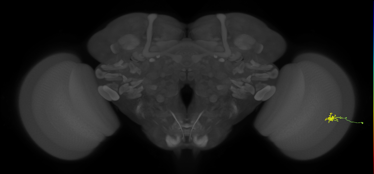 Cm1_R (JRC_OpticLobe:185309)