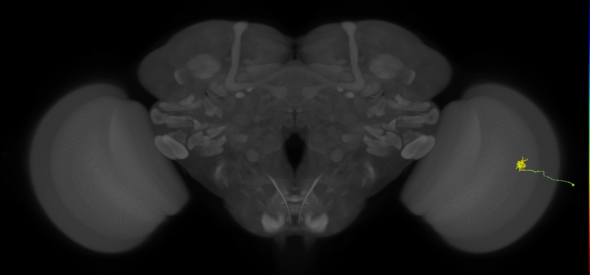Cm1_R (JRC_OpticLobe:143289)