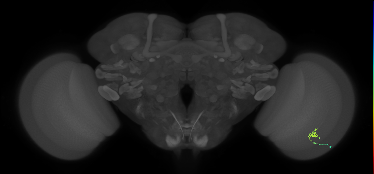 Cm1_R (JRC_OpticLobe:140117)
