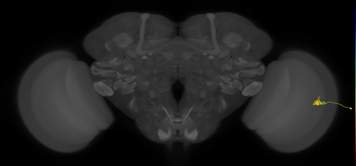 Cm1_R (JRC_OpticLobe:187358)