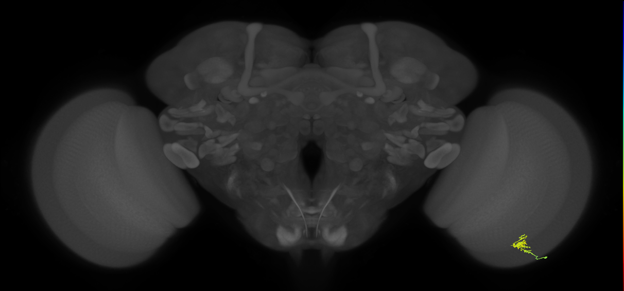 Cm1_R (JRC_OpticLobe:144037)