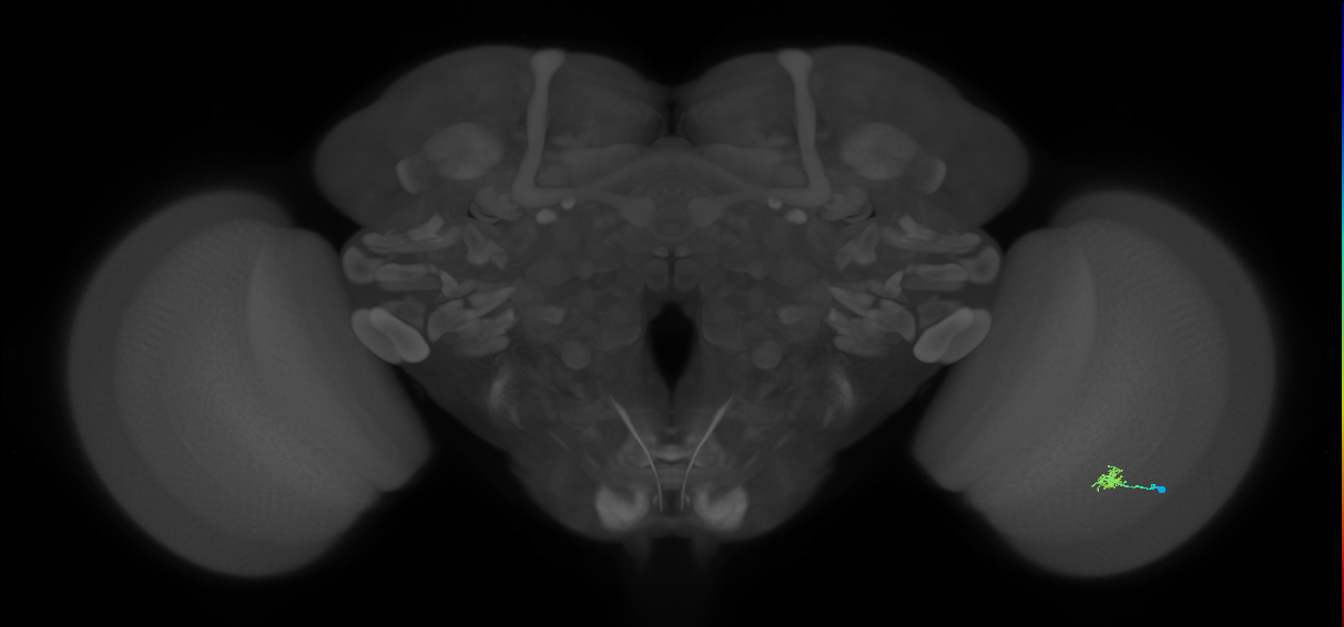 Cm1_R (JRC_OpticLobe:94142)