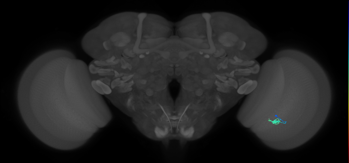 Cm1_R (JRC_OpticLobe:151660)