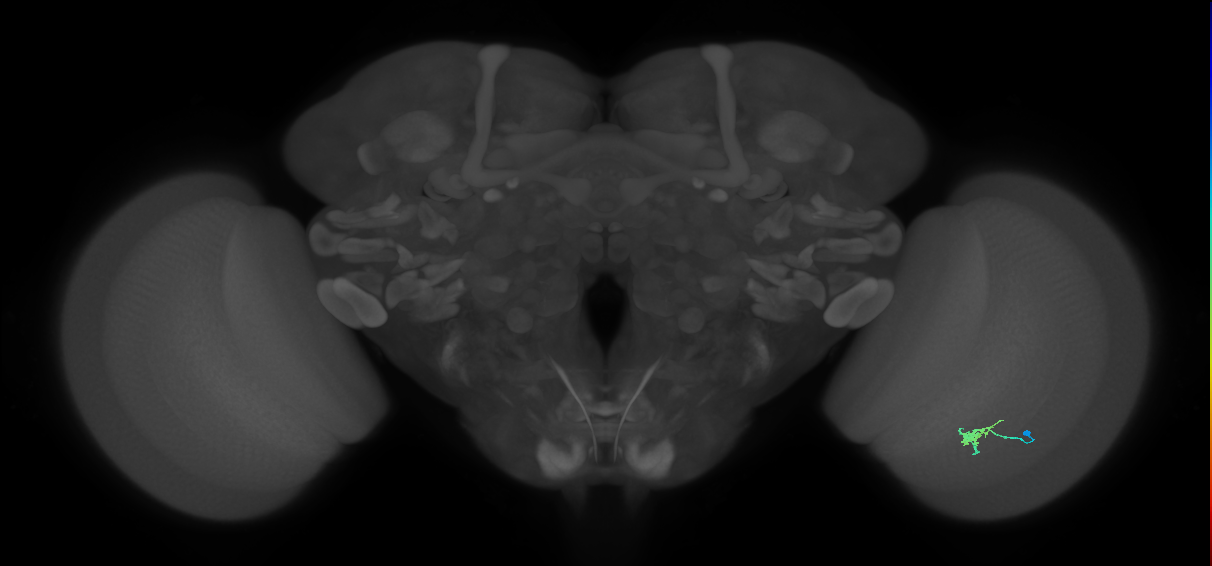 Cm1_R (JRC_OpticLobe:136344)