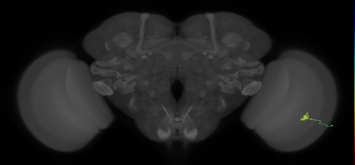 Cm1_R (JRC_OpticLobe:136368)