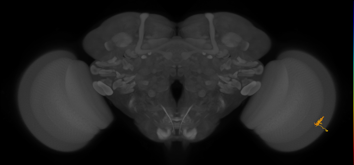 Cm1_R (JRC_OpticLobe:129107)