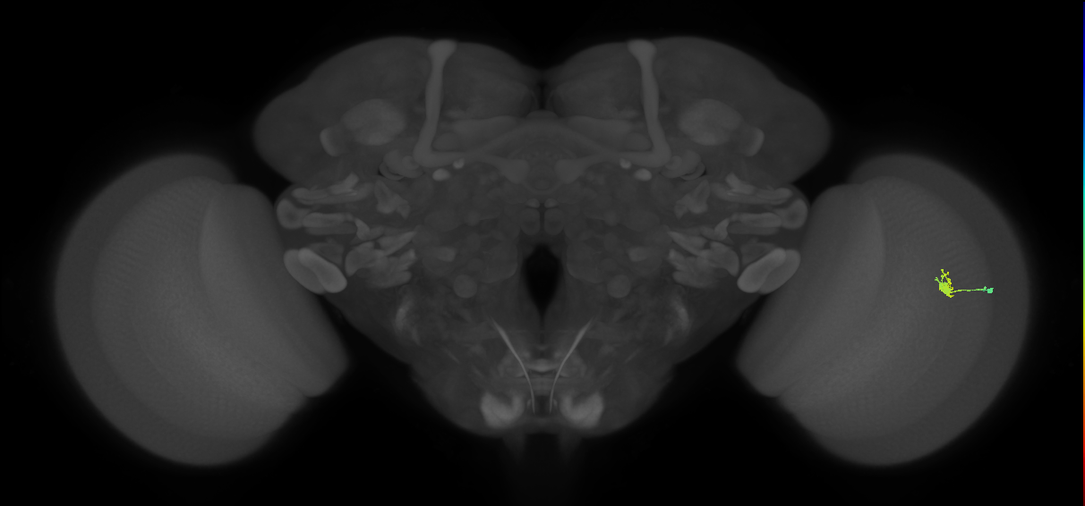 Cm1_R (JRC_OpticLobe:123048)