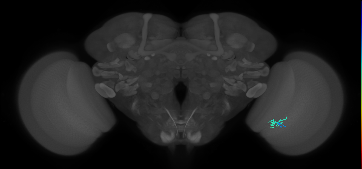 Cm1_R (JRC_OpticLobe:160264)