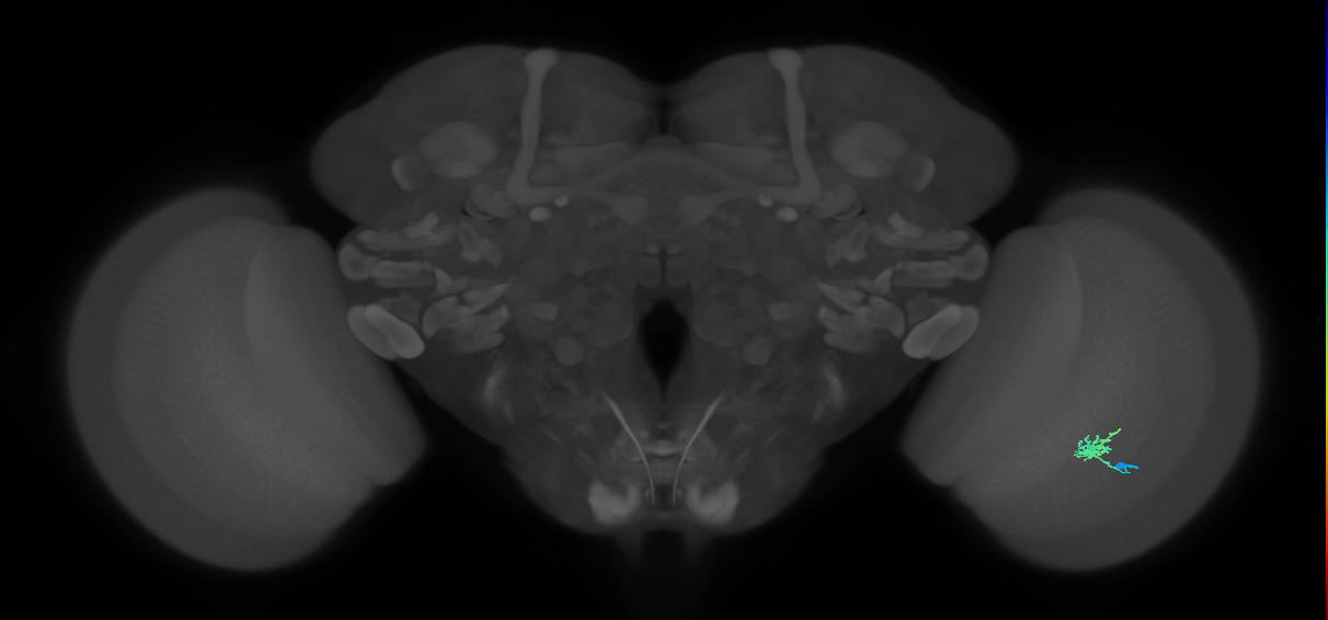 Cm1_R (JRC_OpticLobe:136486)