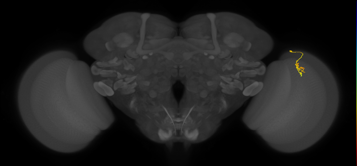 Cm1_R (JRC_OpticLobe:130714)